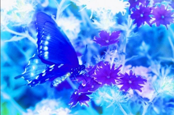 12 species of animals have the strangest vision in the natural world Picture 24