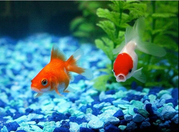 12 species of animals have the strangest vision in the natural world Picture 3