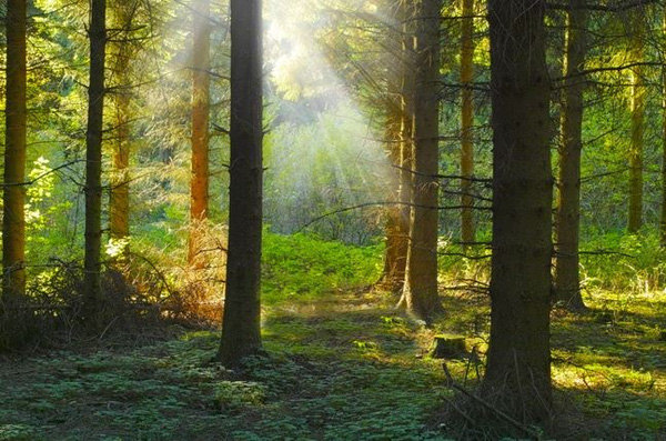 12 species of animals have the strangest vision in the natural world Picture 5