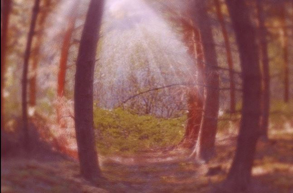 12 species of animals have the strangest vision in the natural world Picture 6