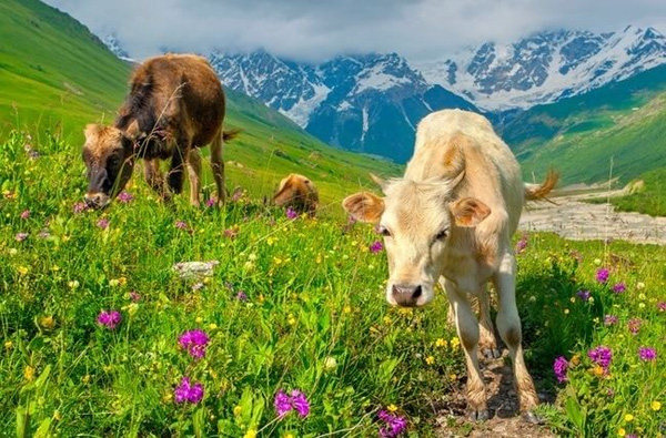 12 species of animals have the strangest vision in the natural world Picture 9