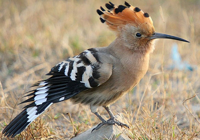 12 surprising facts about food that amaze you Picture 4