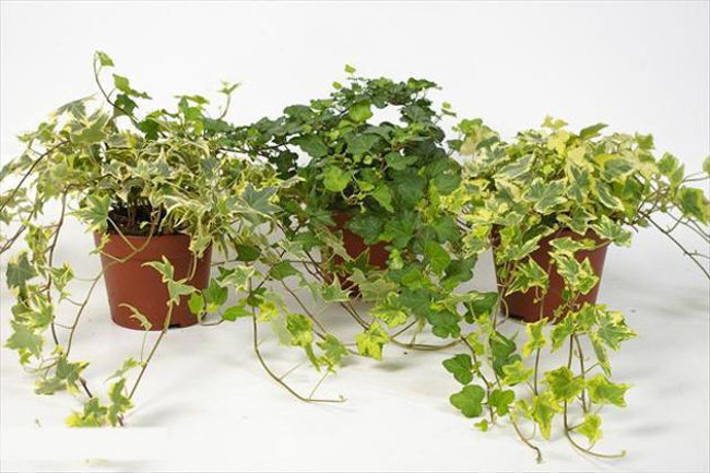 12 types of ornamental plants clean the indoor air Picture 1