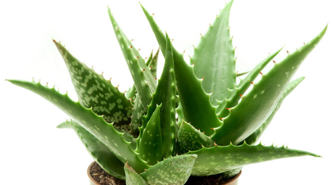 12 types of ornamental plants clean the indoor air Picture 10