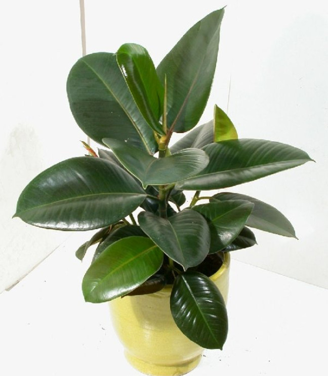 12 types of ornamental plants clean the indoor air Picture 11