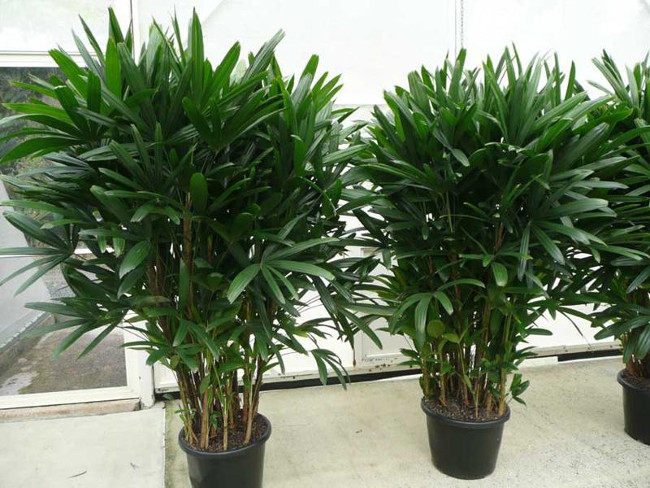 12 Types Of Ornamental Plants Clean The Indoor Air - Tipsmake.com