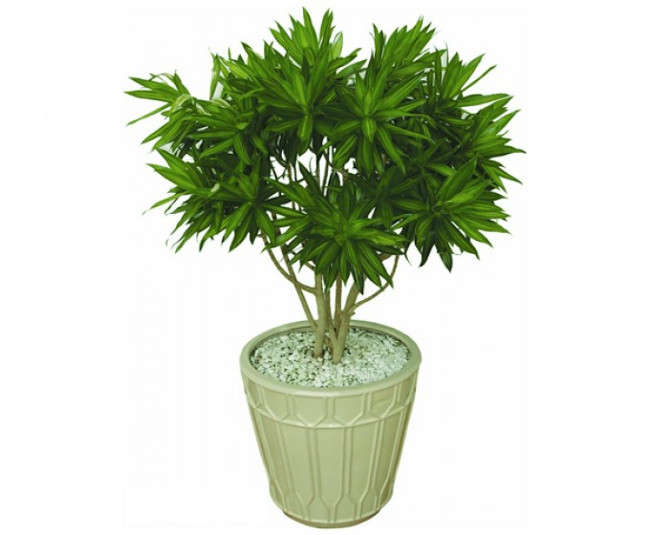 12 types of ornamental plants clean the indoor air Picture 3