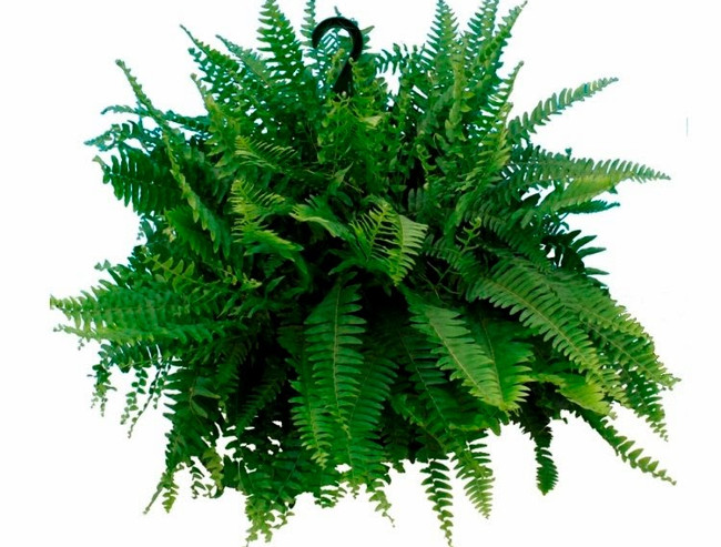 12 types of ornamental plants clean the indoor air Picture 4