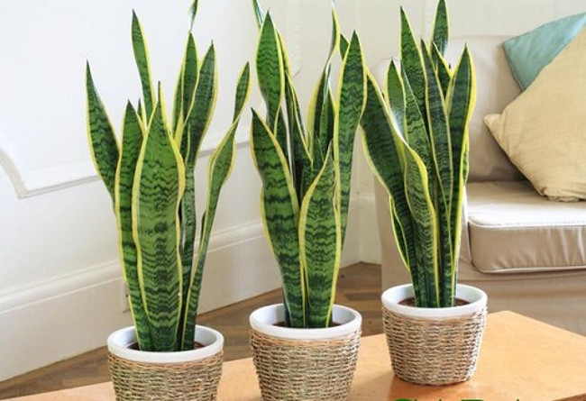 12 types of ornamental plants clean the indoor air Picture 5