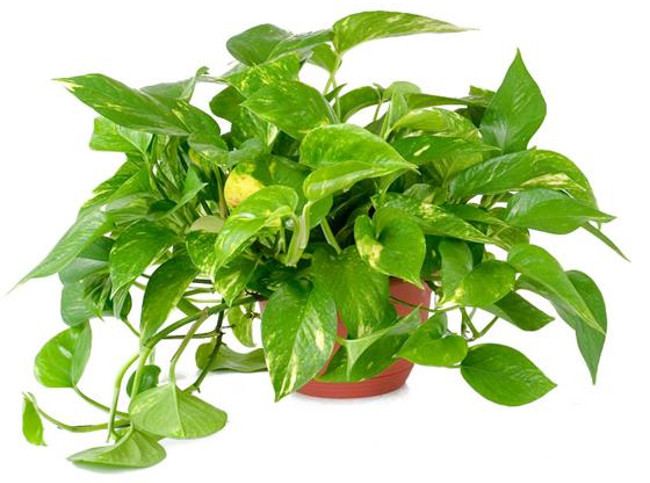 12 types of ornamental plants clean the indoor air Picture 6