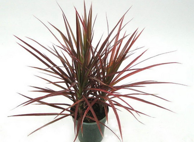 12 types of ornamental plants clean the indoor air Picture 8