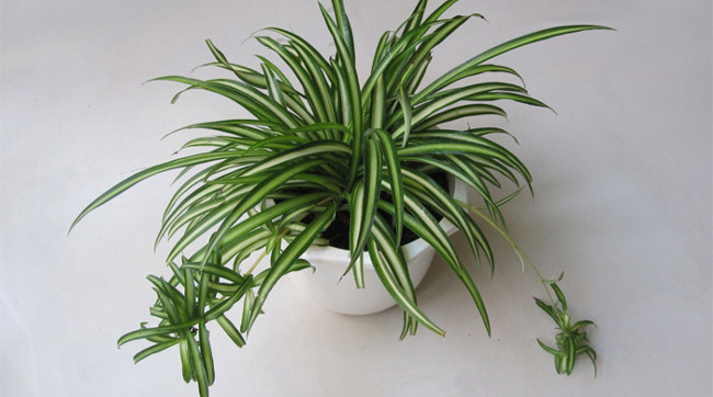 12 types of ornamental plants clean the indoor air Picture 9