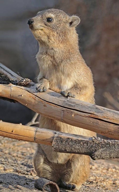 13 interesting facts about nature that books do not yet have Picture 1