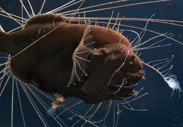 13 interesting facts about nature that books do not yet have Picture 11