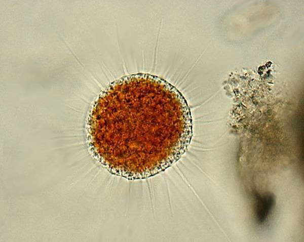 13 interesting facts about nature that books do not yet have Picture 12