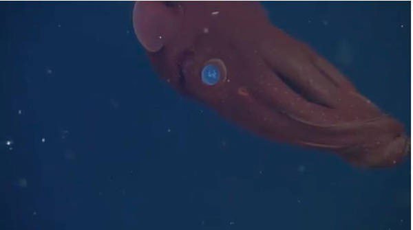 13 interesting facts about nature that books do not yet have Picture 13