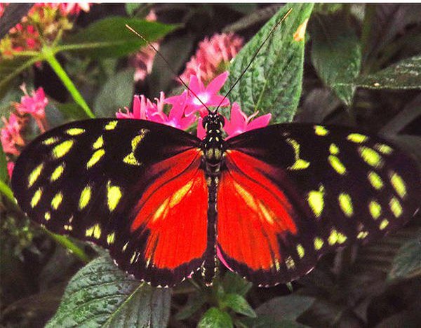 13 interesting facts about nature that books do not yet have Picture 6