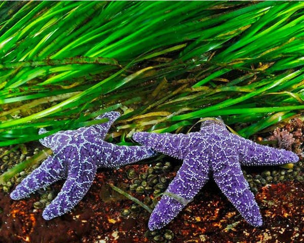 13 interesting facts about nature that books do not yet have Picture 7