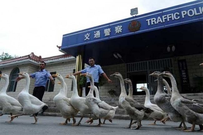 13 odd things can only happen in China Picture 3