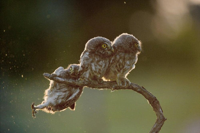 14 most funny moments of animals Picture 1