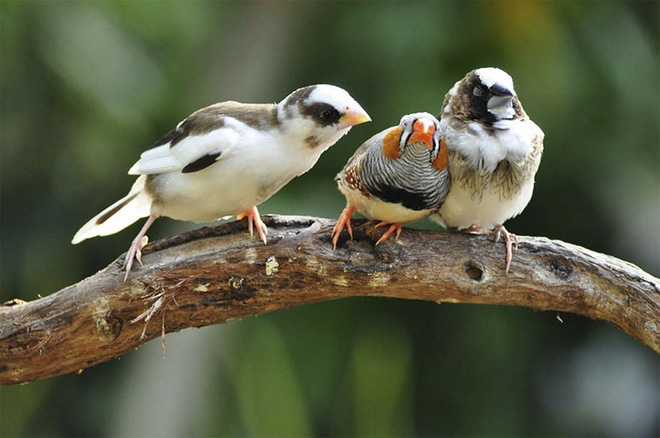 14 most funny moments of animals Picture 14