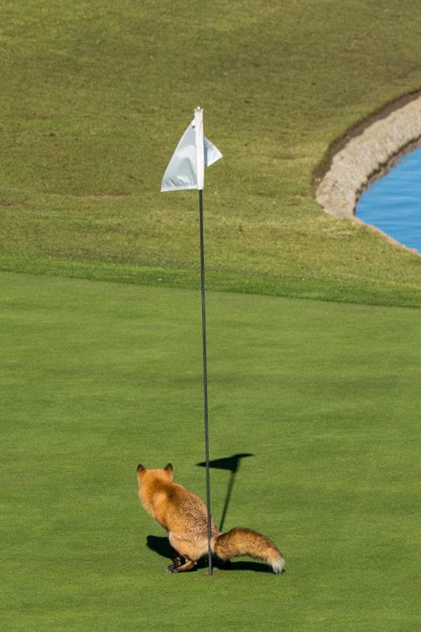 14 most funny moments of animals Picture 2