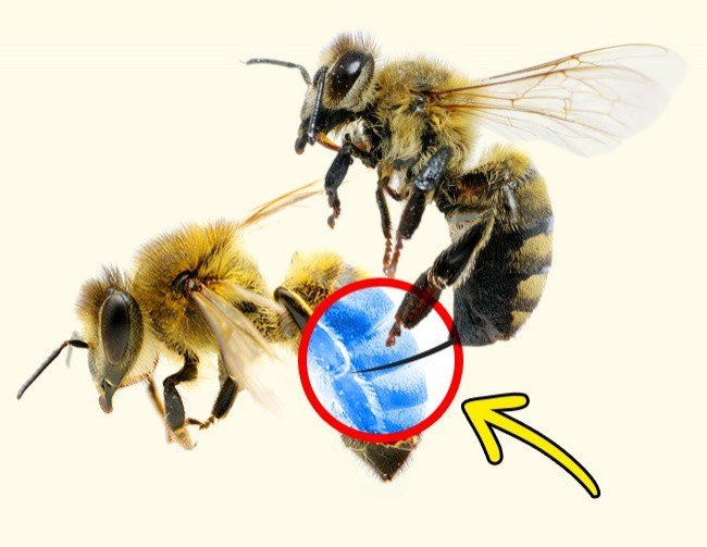 14 things seem unbelievable, but it is still true Picture 12