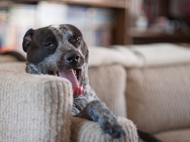 15 animals are most dangerous to humans Picture 13