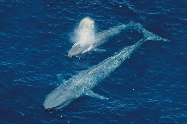 15 most giant animals in the natural world Picture 1