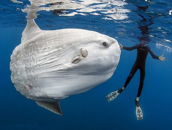 15 most giant animals in the natural world Picture 12