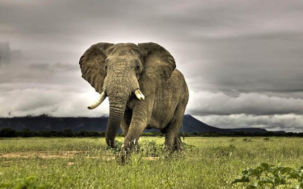 15 most giant animals in the natural world Picture 2