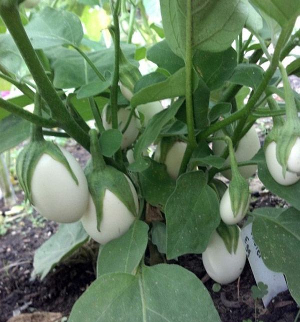 15 photos help you expand your knowledge Picture 14