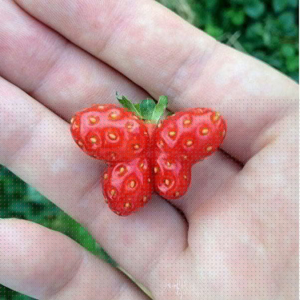 15 strange images showing the diversity of nature, sometimes also unexplained by science Picture 12