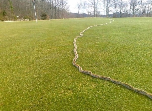 15 strange images showing the diversity of nature, sometimes also unexplained by science Picture 14