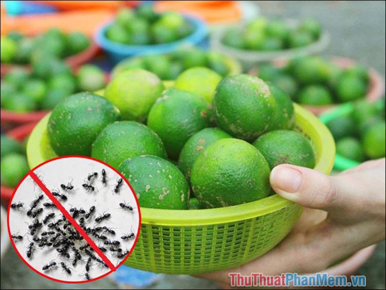 15 ways to effectively kill ants Picture 3