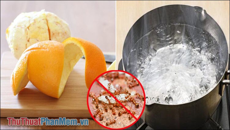 15 ways to effectively kill ants Picture 4