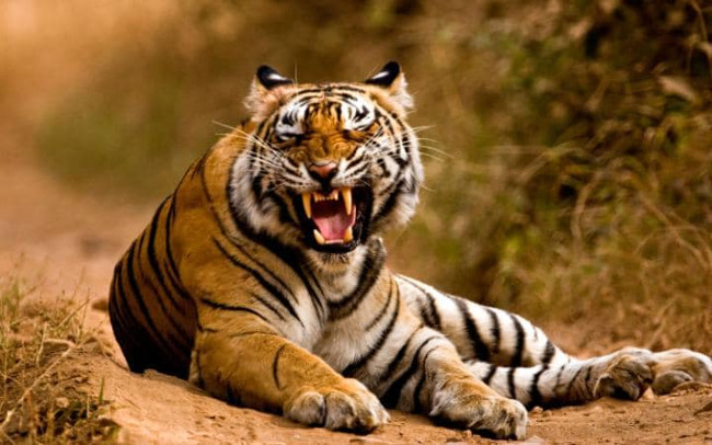 16 things to see and do when traveling to India Picture 6