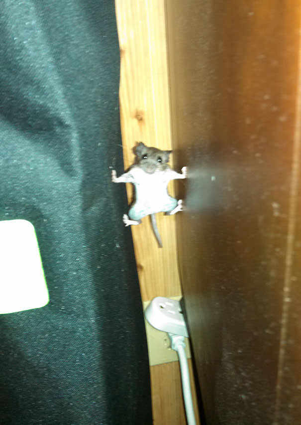 17 funny pictures of animals are causing fever on the internet Picture 1
