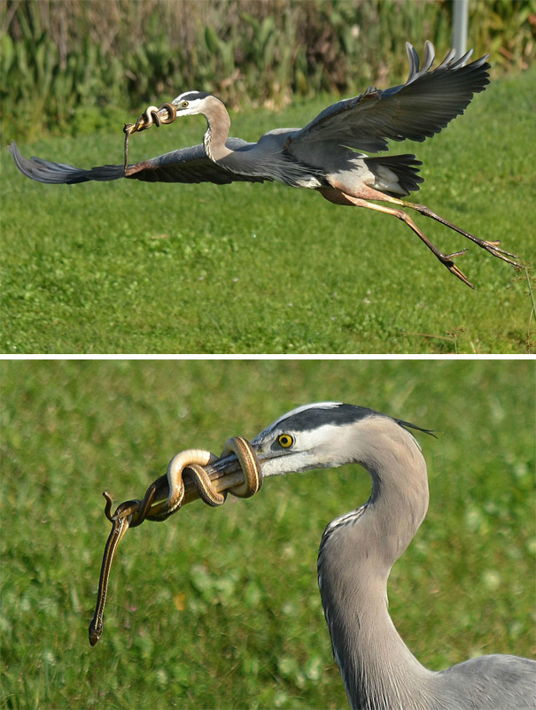 17 funny pictures of animals are causing fever on the internet Picture 17