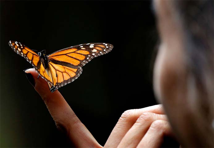 17 signs that the 6th great extinction - the nightmare of humanity is about to sweep through the earth Picture 11