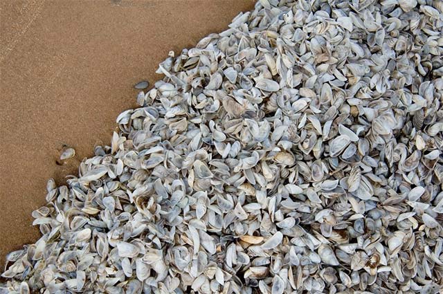 17 signs that the 6th great extinction - the nightmare of humanity is about to sweep through the earth Picture 16