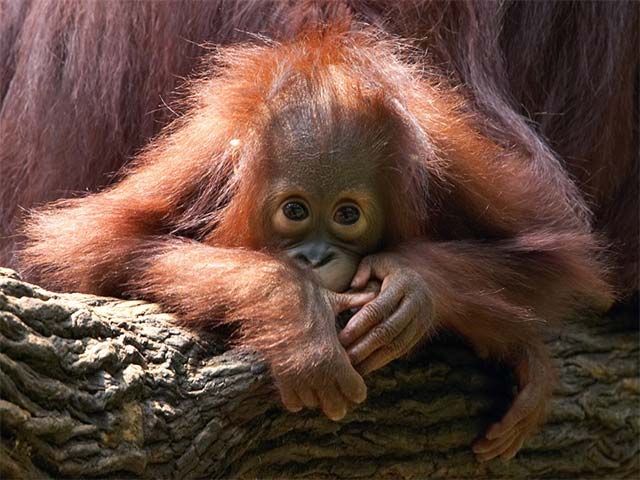 17 signs that the 6th great extinction - the nightmare of humanity is about to sweep through the earth Picture 21