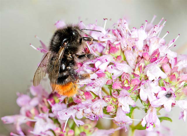 17 signs that the 6th great extinction - the nightmare of humanity is about to sweep through the earth Picture 5