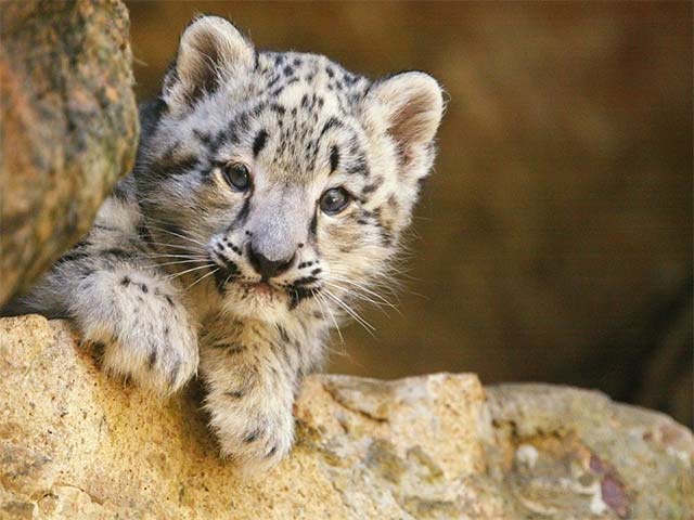 17 signs that the 6th great extinction - the nightmare of humanity is about to sweep through the earth Picture 9