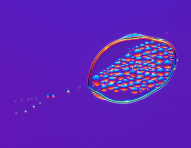 17 stunning photographs taken under a microscope reveal a whole new world Picture 10