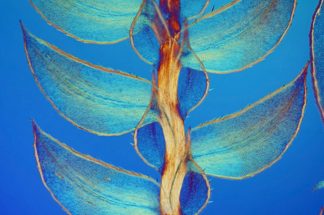 17 stunning photographs taken under a microscope reveal a whole new world Picture 11