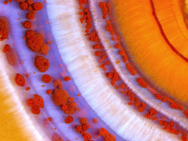 17 stunning photographs taken under a microscope reveal a whole new world Picture 12