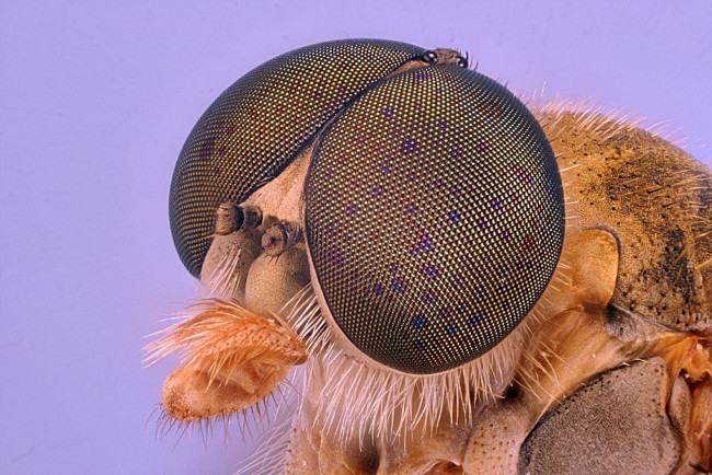 17 stunning photographs taken under a microscope reveal a whole new world Picture 14