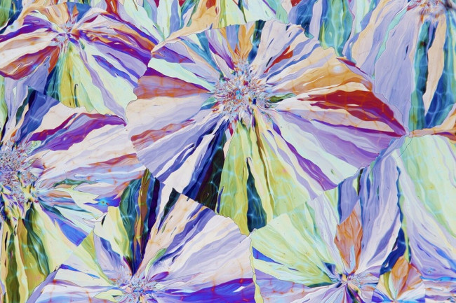 17 stunning photographs taken under a microscope reveal a whole new world Picture 16