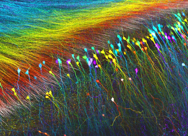 17 stunning photographs taken under a microscope reveal a whole new world Picture 17